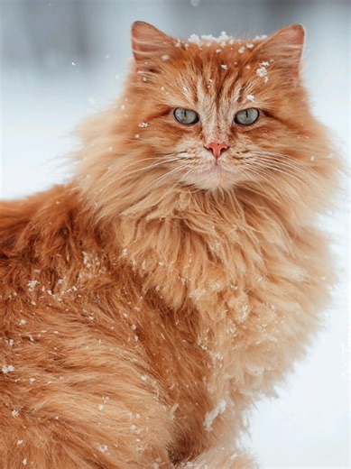 2 nowe neonki 🫶🏻 #adoptme #neons #robloxcommunity #roblox #dc