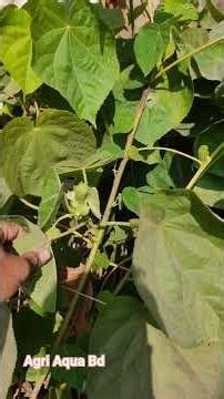 Dombeya Wallichii !! A Beautiful Bee Loving Flower Plant।