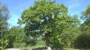 An old European oak (Quercus robur, Quercus pedunculata) tree stands in the middle of a clearing, near road. Baltic