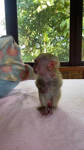 34K views · 511 reactions | Cool Cool In Morning For Monkey ATong..., #monkey | Monkey vdo | Facebook