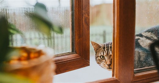 Le réflexe de sursaut des chats face au concombre, expliqué simplement