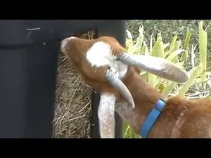 A Portable Low-Waste Hay Feeder (for Goats... and Deer) DIY