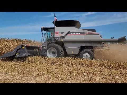 Gleaner T81 Harvesting Corn