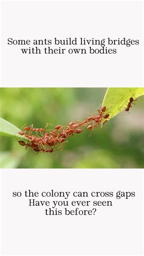 Ants Turning Into a Living Bridge
