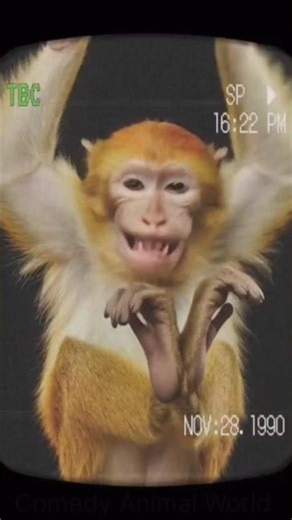 Funny Monkey Animated Video