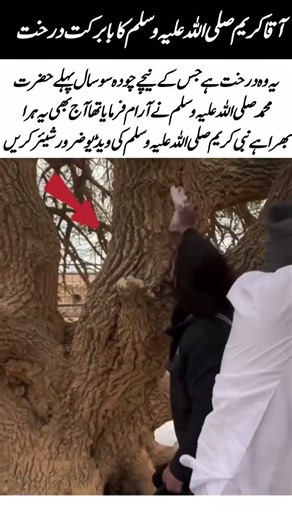 Historic tree #muhammad #universe #trees #viralshort #shortsvideo #islamicvideo #reels#shorts#viral