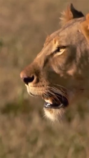 Dave and Cody encounter lions in South Africa! #DualSurvival | Discovery Channel Australia