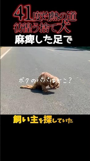 灼熱41度に捨てられた犬は車に轢かれても飼い主を信じ探し彷徨っていた#shorts