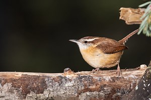 7 Species Of Wrens In Illinois - Picture And ID Guide