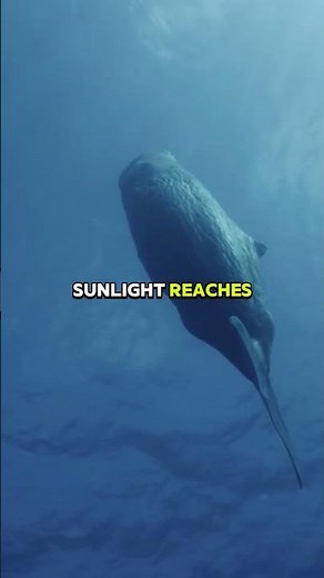 Meet the Cachalot Whale The Ocean's Deepest Hunter!##CachalotWhale #Whales #Ocean #MarineLife #