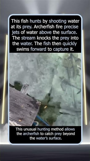 The Fish That Hunts by Shooting Water