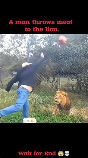 Lion Ignores the Meat and Focuses on the Man! 🦁‎