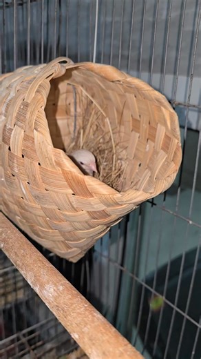 ลูกลองเทล​ฟักมาอีกครอก​ ❤️ ปีหน้าเต็มบ้านแน่เลย​ 😁 #wsfinch​ #Bengalese​ #Finchesbreeding | WS Finch