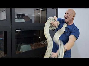Breeding Season Begins at Our Snake Facility 🐍