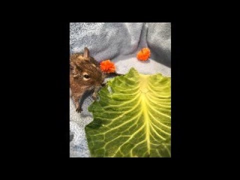 Queen the Degu: Food Hunt Test Run! 🐾✨🐾