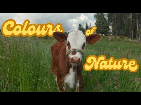 Colours of nature (practice color grading)