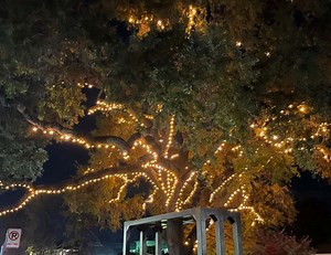 Lighting Of The Old Oak Tree Planned In Danville