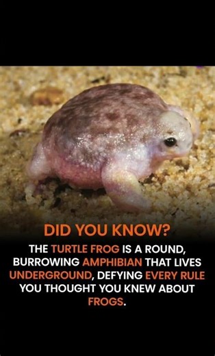 Meet the TURTLE FROG 🐸 : Australia's Underground Superstar🔥Rare & Rad Frogs of the Outback! #shorts