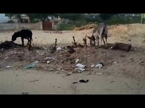 Donkey meeting #funny #mating #wildlife ‪@TheGlobalAnimalsWorld‬ ‪@wilddonkey23‬
