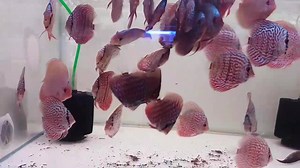 10K views · 109 reactions | OFFERTA valida fino a Sabato 23 giugno Discus 10cm. 39.00cad --> 5 x 175.00 euro ---> 10 x 299.00 euro. Varietà disponibili: White Pigeon, Pigeon Red Map, Pigeon Snake Skin, Snake Skin Blu, White Red, Red Melon, Blu Cobalt, Turquoise Red, Heckel Cross, Turquoise Mosaico. Per informazioni scrivete in privato. | I Discus di Cannilla The Royal Discus Riproduzione e Allevamento Italiano | Facebook