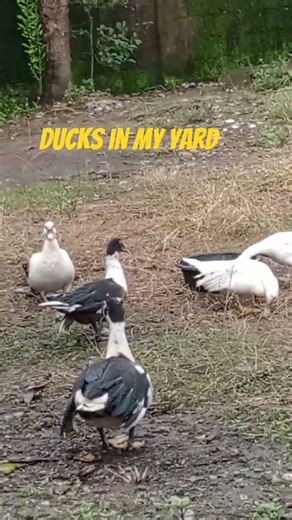 Ducks in the Philippines, Pangasinan, santa barbara.