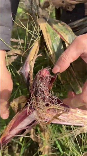 Discover the Magic of Youlan: A Journey Like No Other