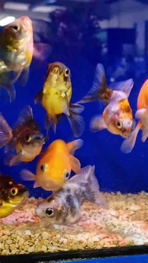 Exploring Maidenhead Aquatics Fish Selection