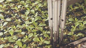 Planting of young seedlings using a robot in an industrial nursery - Free Stock Video
