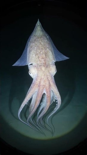 Rare Deep Sea Bigfin Squid Encounter #BigfinSquid #DeepSea