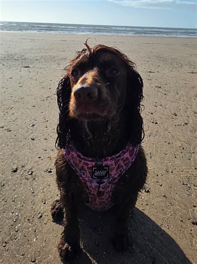Sassy Cocker Spaniel Refuses Beach Walk