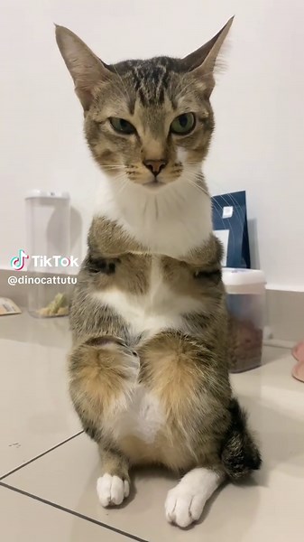 Understanding Cat Behavior: Why Cats Sound Angry