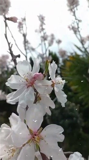 Spring Forward 🌿 Peaceful Background Music | Biz Baz Studio | Relax & Feel Good #shorts