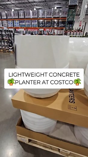 2.1K views · 6 comments | Minimalist & modern! These lightweight concrete planters at Costco bring elegance to any space, indoors or out. @costco #GardenGoals #HomeDecor #PlanterDesign #IndoorJungle #OutdoorDecor #MinimalistHome #PlantAesthetic #GreenLiving #CostcoHome #StyleYourSpace | Costco Wonders | Facebook