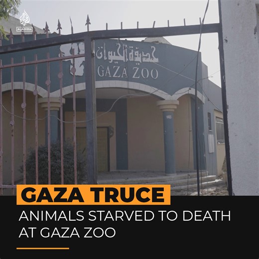 Animals in Gaza Zoo are among the many casualties of Israel’s war on the Strip. The truce has allowed keepers to return, but it is too late to save most animals. | Al Jazeera English