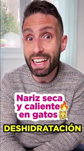 ¿Que un gato tenga la nariz seca significa que tiene fiebre?