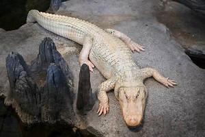 Claude, Cal Academy’s Albino Alligator Has a Live Cam Now