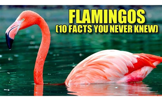 Flamingo 🦩 (10 FACTS You NEVER KNEW)