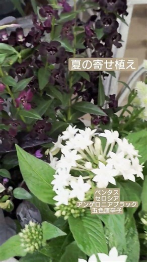 #夏の寄せ植え #暑さに強い花 #ペンタス #トウガラシ #アンゲロニア #セロシア #夏庭