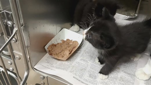 URGENT - MOM AND KITTENS ORIOLE - A301892 - Female 1 year and 10 months old PIRATE - A301894 - Male STAR - A301895 - Male EXPO - A301896 - Male REBEL - A301897 - Female PILOT - A301898 - Female Kittens about 5 weeks old Owner Surrender Intake 10/01/2025 Video: https://www.facebook.com/share/v/16aPe9hJQo/ Update: Oriole and her kittens have been here for far too long. She's a super sweet mom who relaxed considerably since coming in and now her tiny kittens are becoming little cats. Oriole was sur