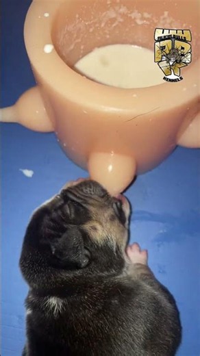 幸せを運ぶ子犬 #KoreaPuppies #JapanDogs