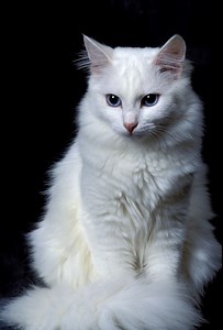 Turkish Angora - Alchetron, The Free Social Encyclopedia