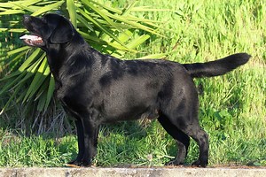 Black Labrador (Labrador Retriever): de aard van de hond, met name de verzorging, onderhoud, voeding en opvoeding