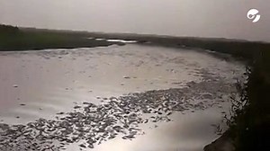 Conflicto entre Santiago del Estero y Tucumán por la aparición de millones de peces muertos en el Río Salí
