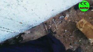 6.1M views · 82K reactions | #Big_size_cobra_rescue_video வீட்டில்...