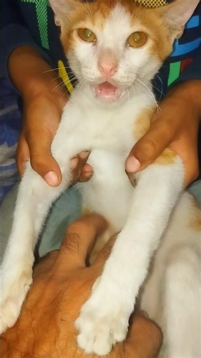 My Cat is Upset 😞 | She Refused to Play With Me Today #cat #cute #animals