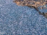 Thousands of alien-like bluebottle jellyfish wash up on shore | Daily Mail Online