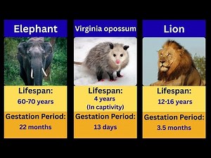 Lifespan and Pregnancy Period of 54 Animals | Animal facts