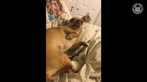 120K views · 630 shares | Communication is important: | The Pet Collective | Facebook