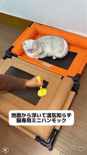 ペット夏行軍ベッド#ペット用品 #萌えかわいがります #可愛いです #良い物をかわいがります #猫のいる生活 欲しい方は「欲しい!」とコメントください!