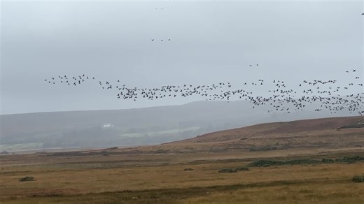 The Islay Autumn Wildlife Expedition 2025A sky full of geese 😍 the newly arrived Barnacle Geese are looking spectacular along with the Greenland White-fronted Geese. A big highlight this morning… | Ewan Miles